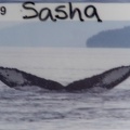 name of whale we saw