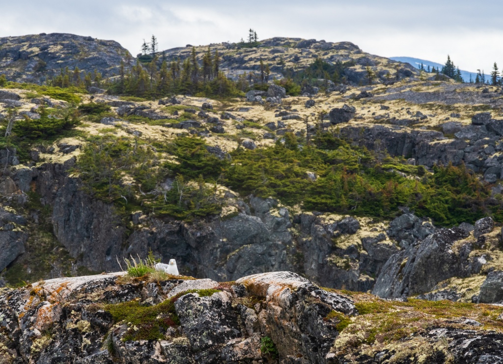 201806 Alaska-342 Summit Lake.jpg