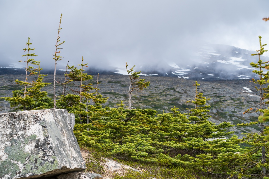 201806 Alaska-344 Summit Lake.jpg