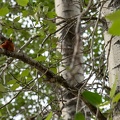 fat bird