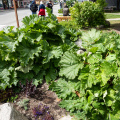 wild rhubarb