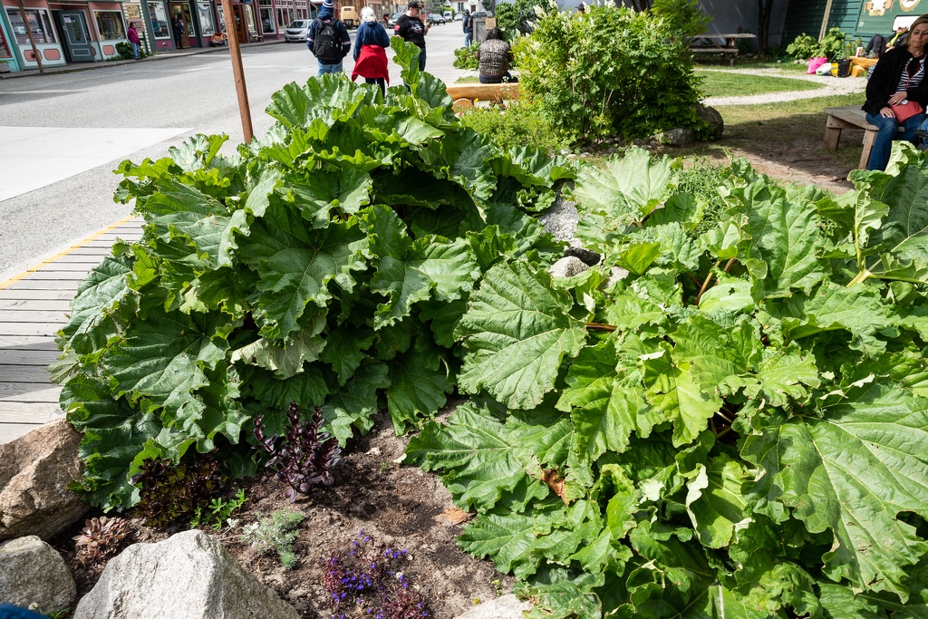 201806 Alaska-387 wild rhubarb.jpg