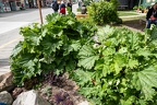 wild rhubarb