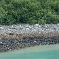 bear on Russell Island