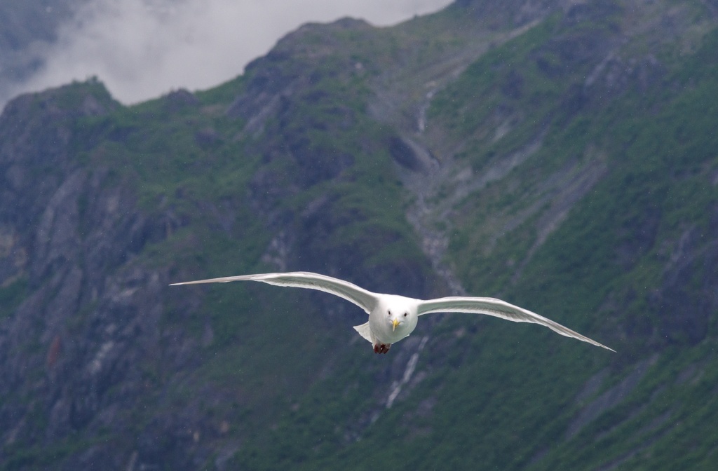 201806 Alaska-461 seagull.jpg