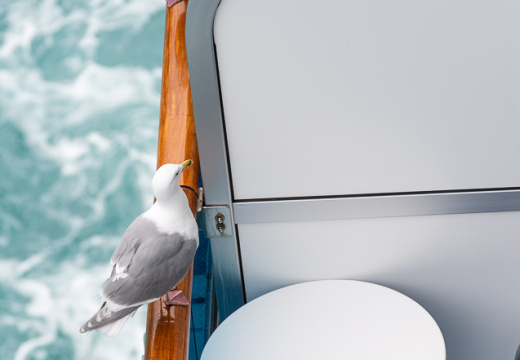 seagulls on balconies