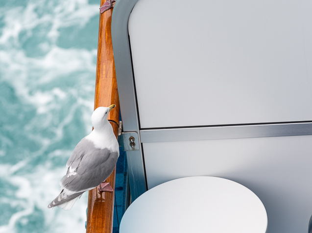 seagulls on balconies