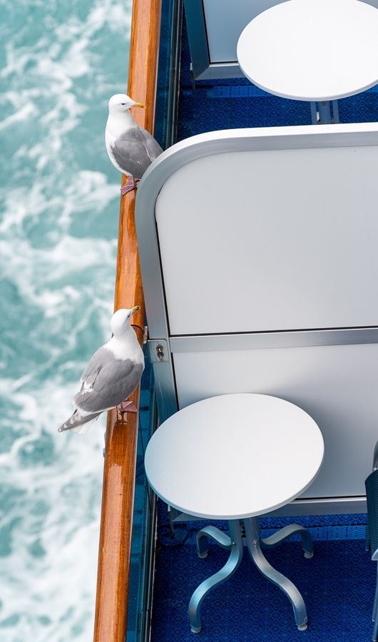 201806 Alaska-473 seagulls on balconies.jpg