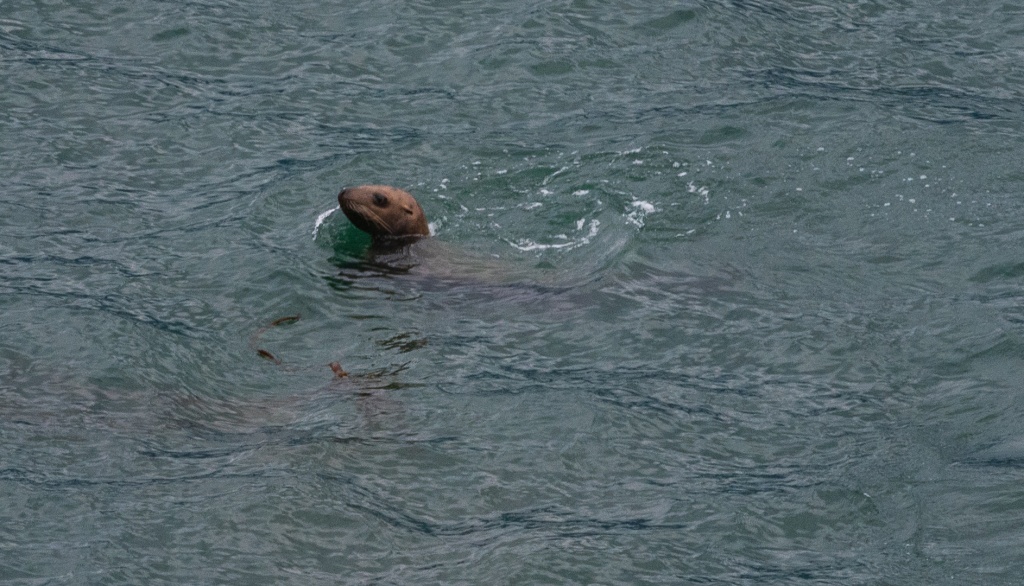 201806 Alaska-484 sea lion.jpg
