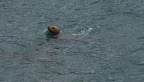 sea lion
