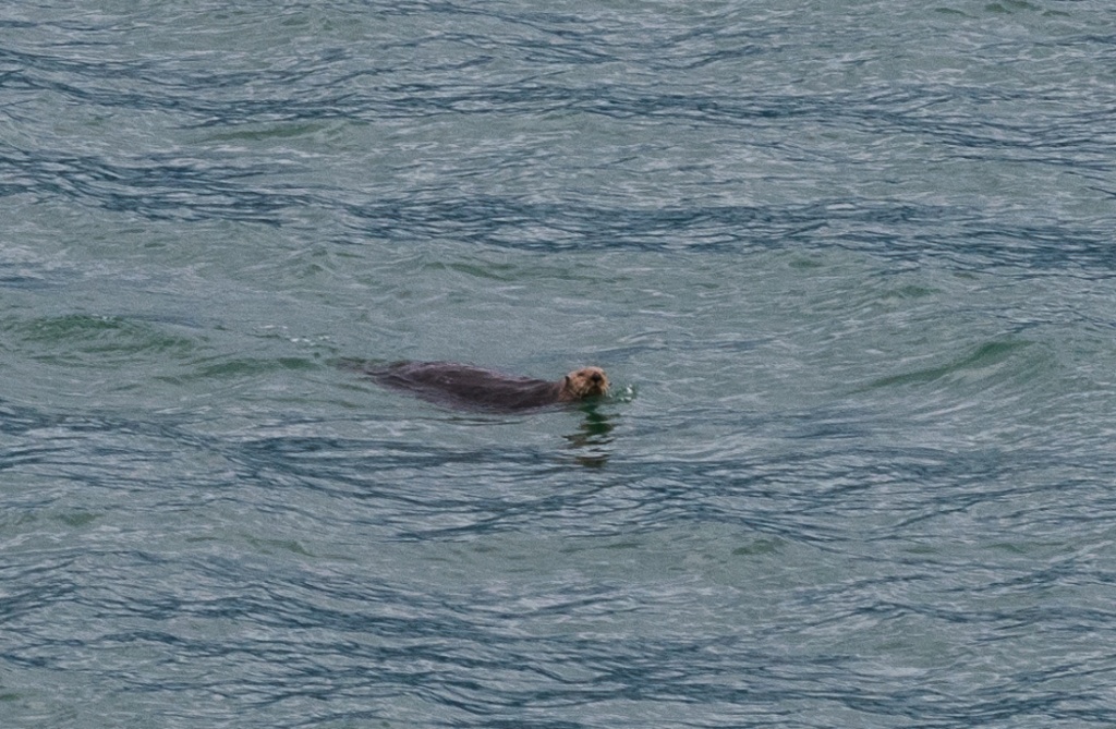201806 Alaska-485 otter.jpg
