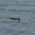 otter