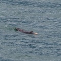 otter