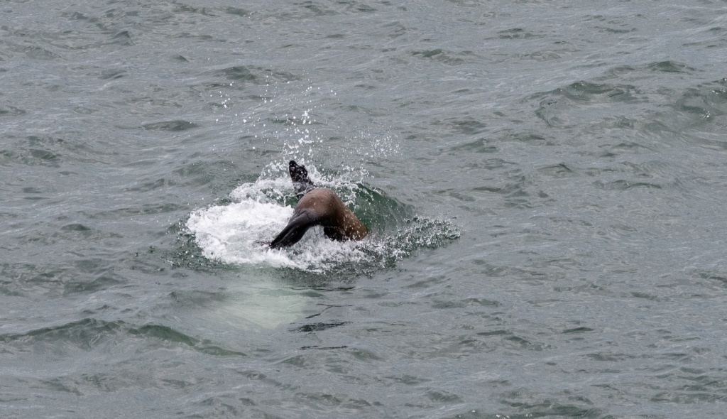 201806 Alaska-497 sea lion.jpg