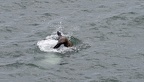 sea lion