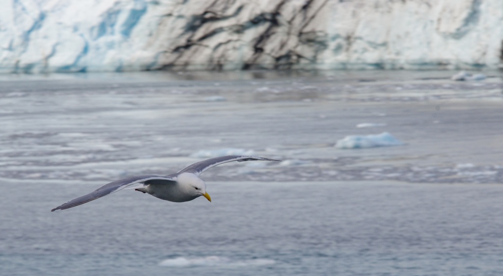 201806 Alaska-520 seagull.jpg