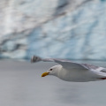seagull