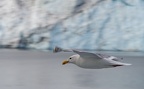 seagull