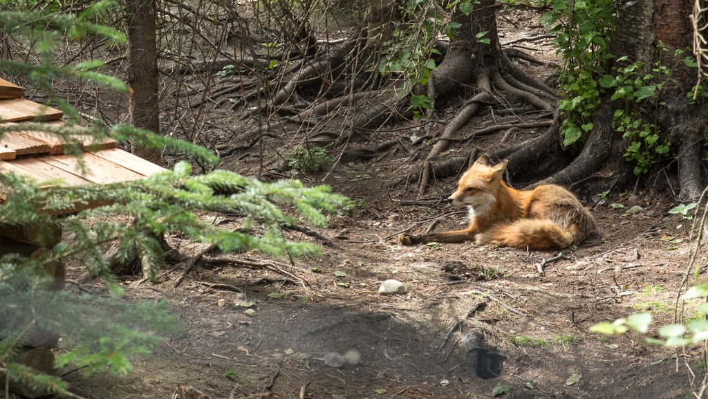 201806 Alaska-566 red fox.jpg