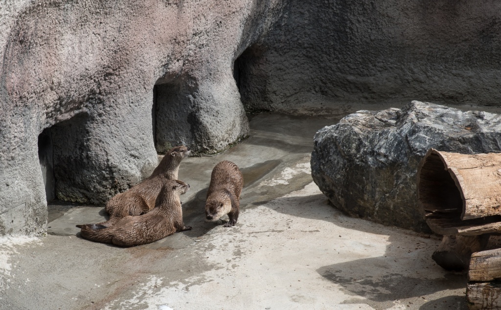 201806 Alaska-562 river otters.jpg