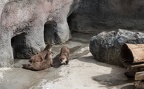 river otters