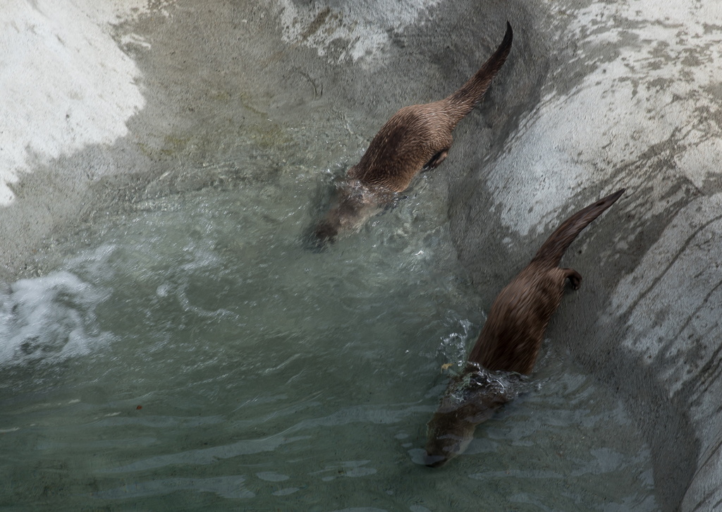 201806 Alaska-563 river otters.jpg