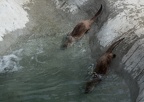 river otters