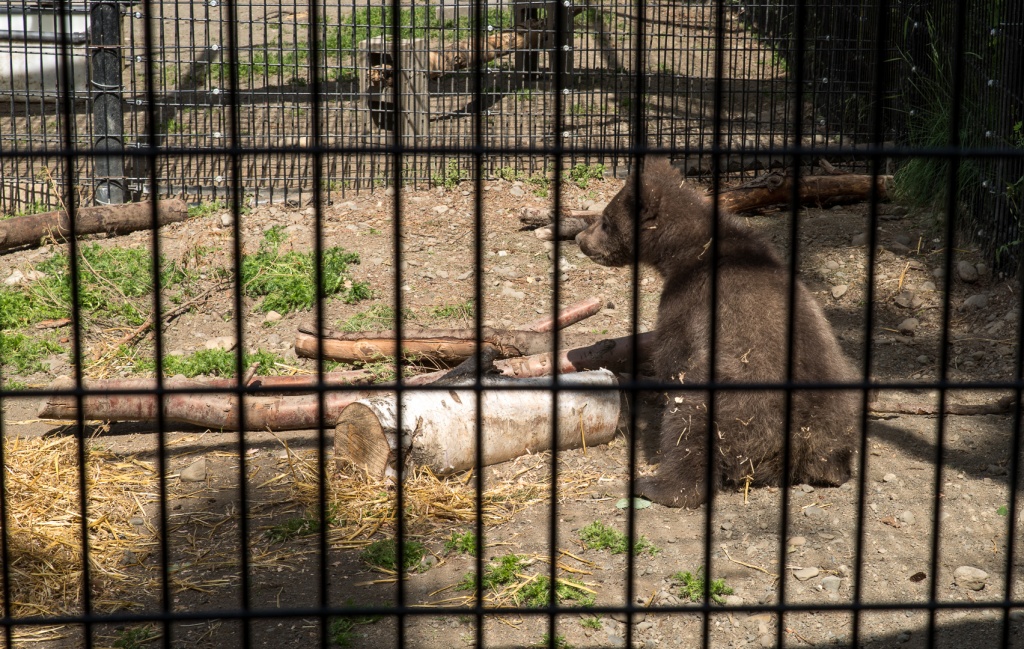 201806 Alaska-569 bear cub.jpg