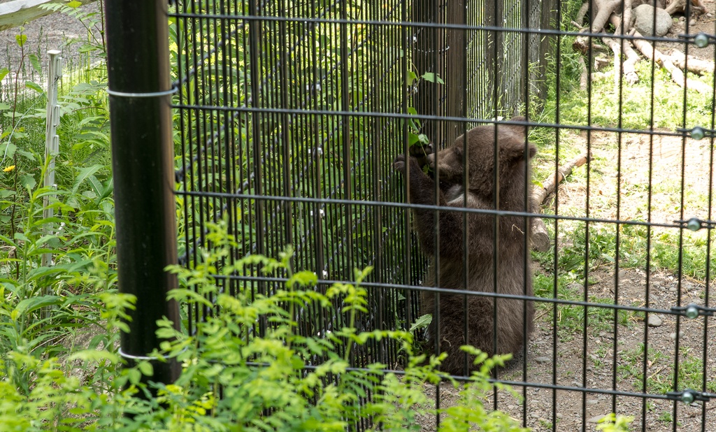 201806 Alaska-572 bear cub.jpg