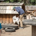 goat in petting zoo