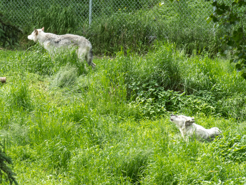 gray wolves