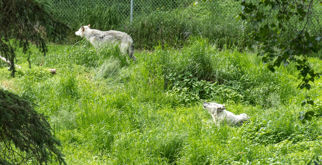 201806 Alaska-574 gray wolves.jpg