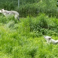 gray wolves