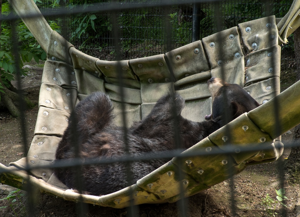 201806 Alaska-575 black bear.jpg