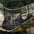 black bear