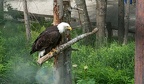 bald eagle