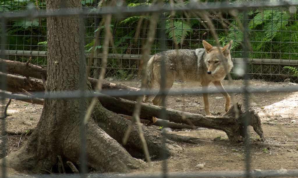 201806 Alaska-577 coyote.jpg