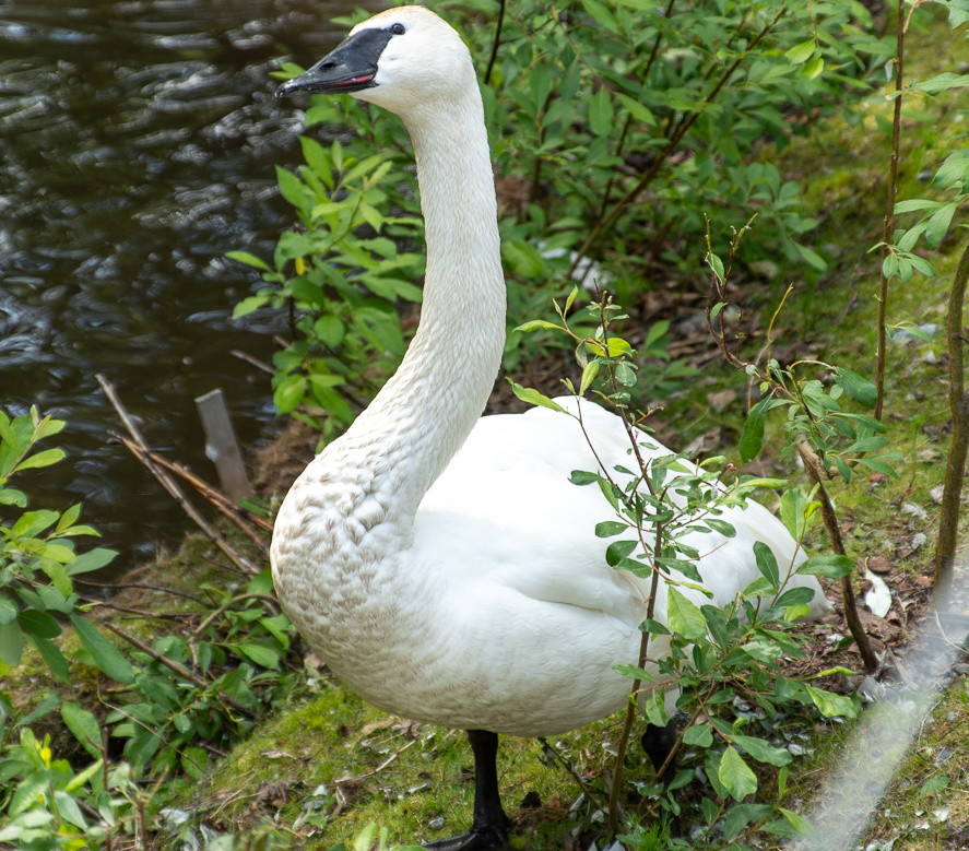 trumpeter swan