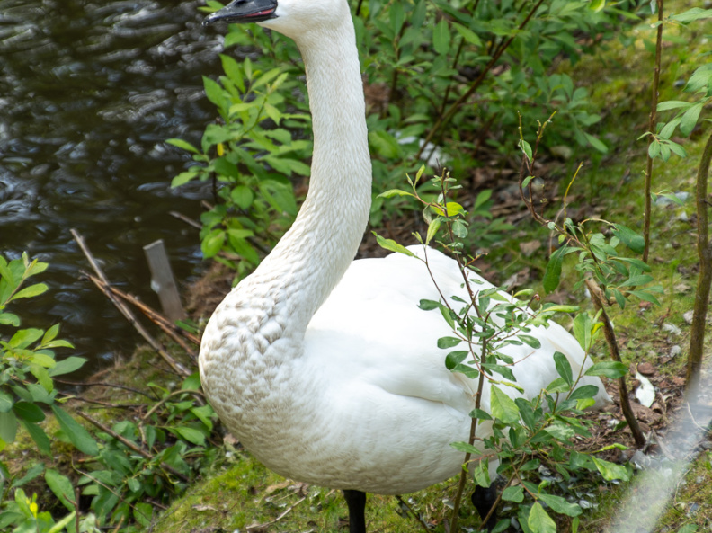 trumpeter swan