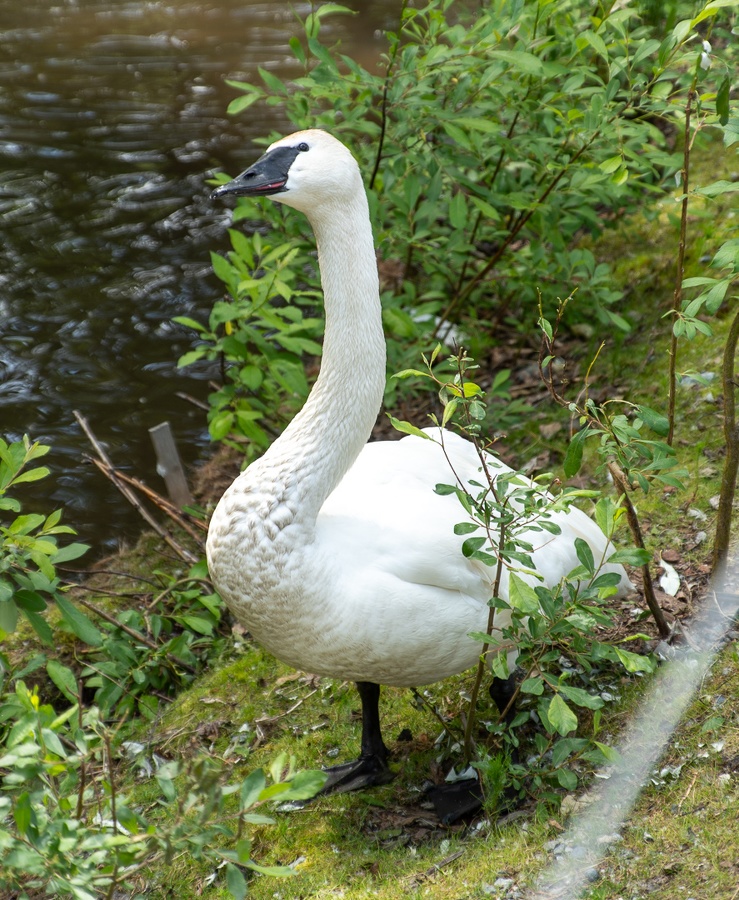 201806 Alaska-578 trumpeter swan.jpg