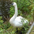 trumpeter swan