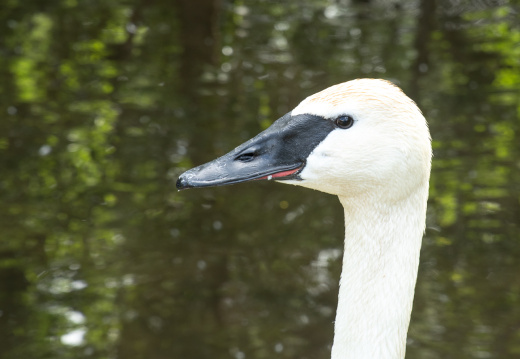trumpeter swan