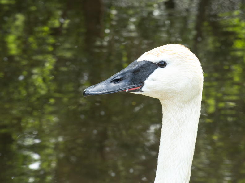 trumpeter swan