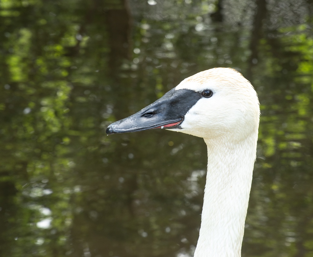 201806 Alaska-580 trumpeter swan.jpg