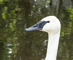 trumpeter swan