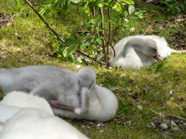 cygnets
