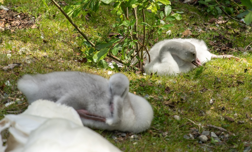 201806 Alaska-581 cygnets.jpg