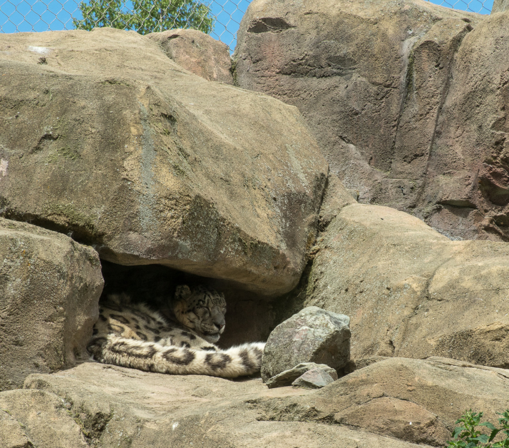 snow leopard