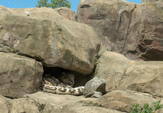 snow leopard