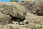 snow leopard